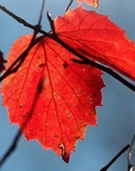Fall Leaves1 Johanna M. Lechner
