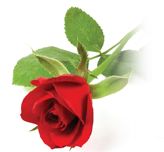 Rose 1 Carol Ann Pleet