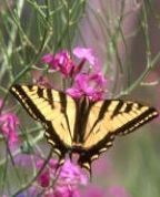 Bookmark Photo Woman Butterfly Ardith “Ardie” E. Stecky