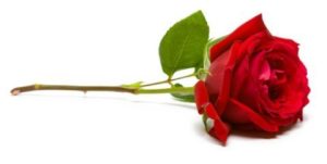 rose@2x