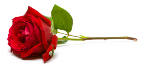 Rose Rose