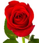 Piasecki Rose For Obit